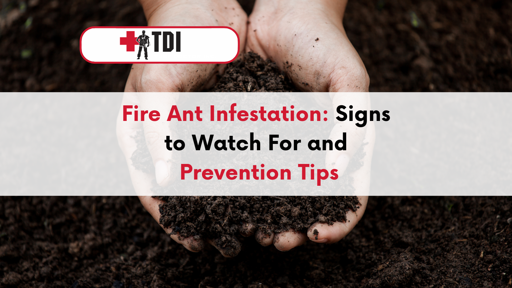 Fire Ant Infestation