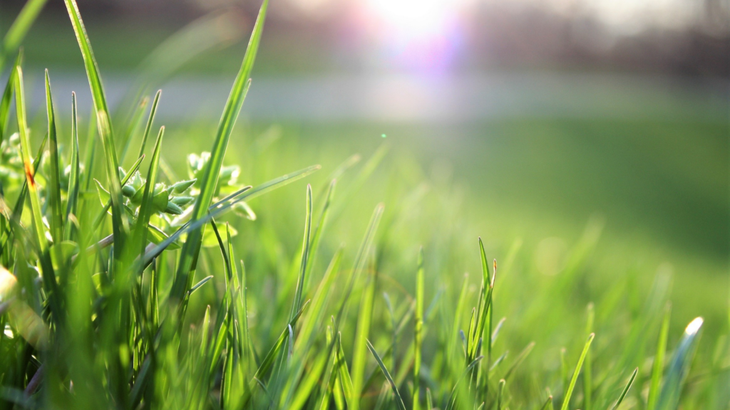 A vibrant green lawn with blades of grass illuminated by the sun