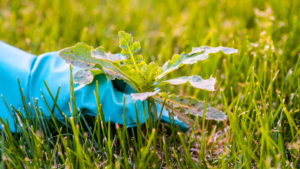 A gloved hand pulls a dandelion weed from a lush green lawn, highlighting the importance of fall aeration to improve soil health and prevent weed growth.

