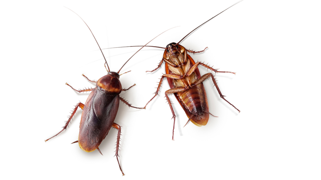 A close-up of two cockroaches, a common fall pest