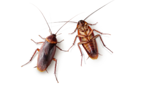 A close-up of two cockroaches, a common fall insect
