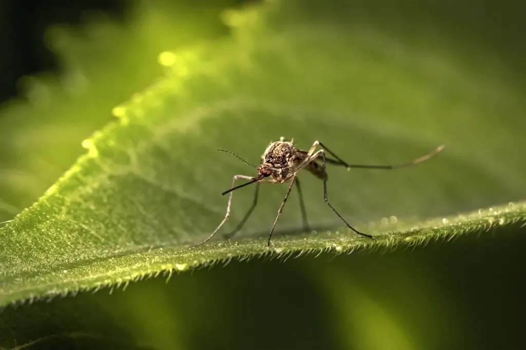 Alabama Residents Should Know These 4 Common Types of Mosquitoes