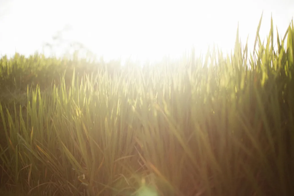 How to Get Your Summer Lawn Fertilizer, Irrigation & Mowing Right