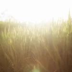 How to Get Your Summer Lawn Fertilizer, Irrigation & Mowing Right