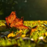 Deep Dive Into Fall Lawn Fertilizer for Alabama Yards