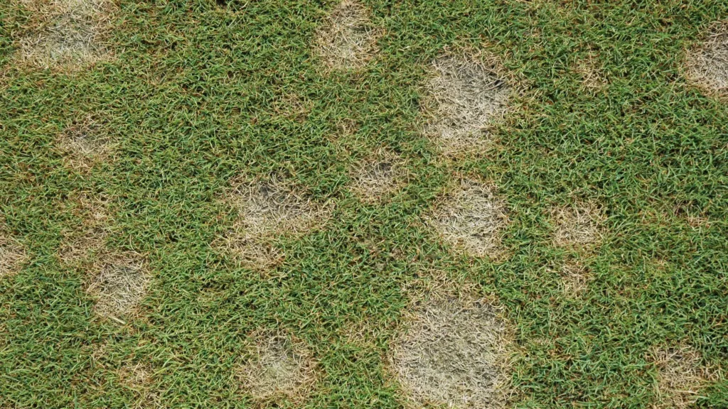 How to Spot, Treat & Prevent Dollar Spot Fungus in Alabama