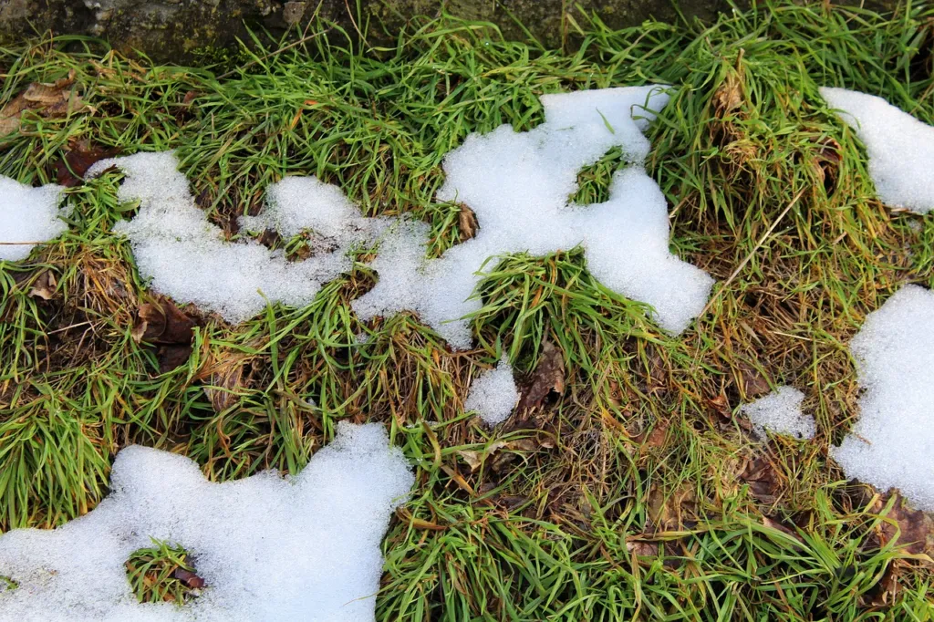 Snow Mold Explained: An Alabama Homeowner’s Guide