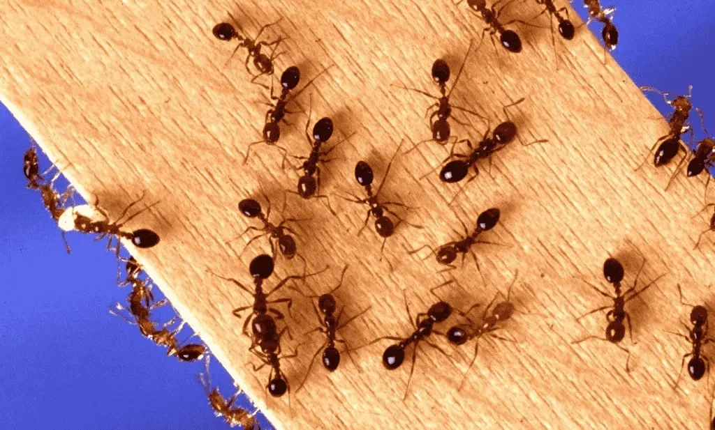 Pest How-to: Get Rid of Ants With These Must-Do Steps