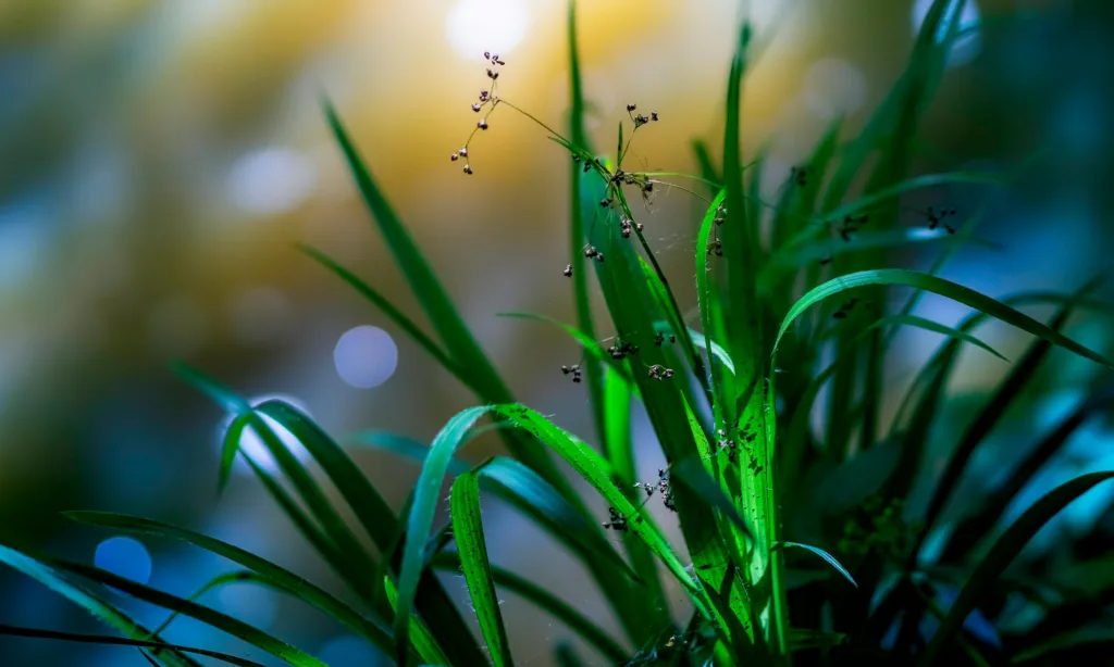 How to Deal With Alabama’s Nutsedge Weed In Your Grass