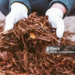Answering the Question: What Is Mulch?